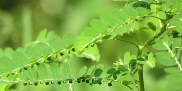 Diep Ha Chau - Phyllanthus - A Miracle Plant