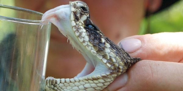 Medical use of Snake Venom