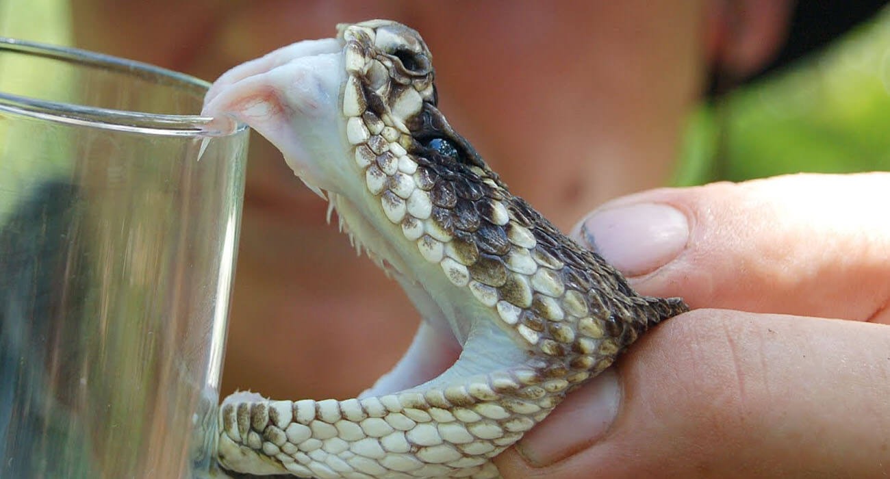 snake venom